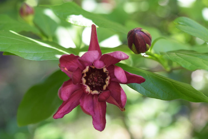 Maroon Carolina Allspice Flower Seeds for Planting - 100 pcs