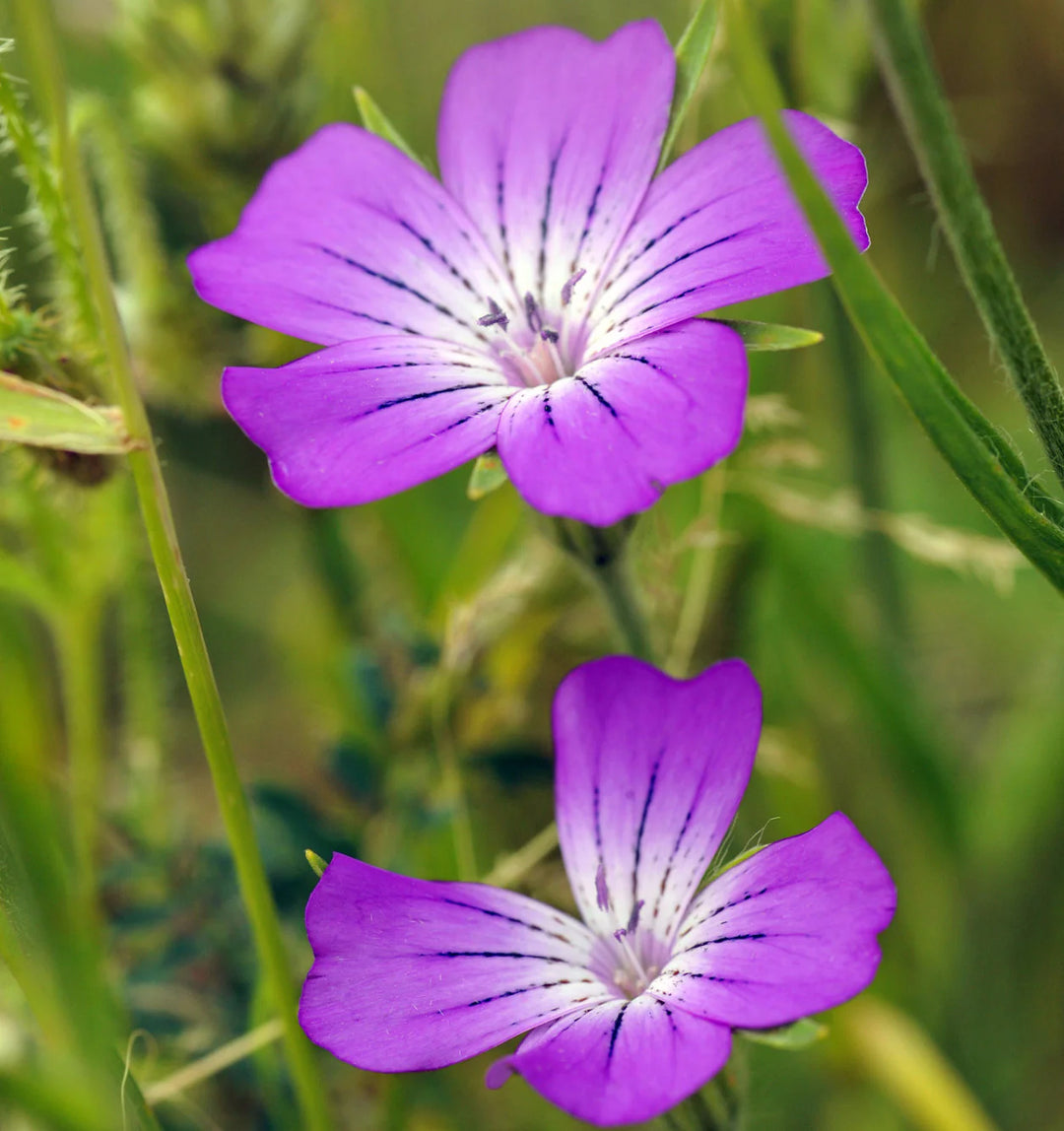 Agrostemma Purple Flower Seeds for Planting – Organic, Heirloom, Non-GMO Seeds