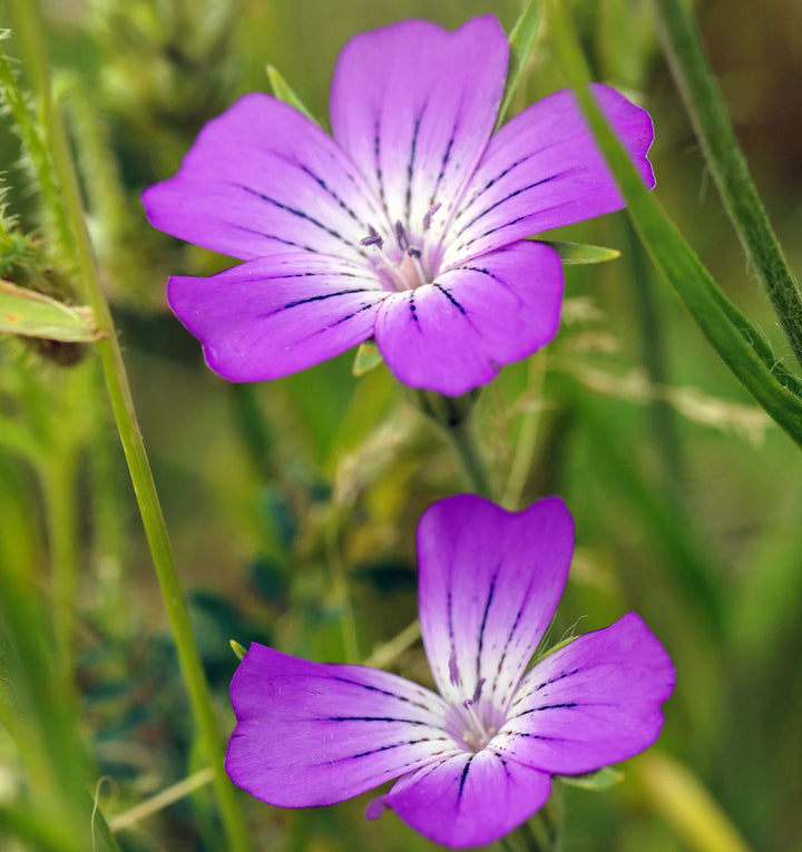 Agrostemma Purple Flower Seeds for Planting – Organic, Heirloom, Non-GMO Seeds