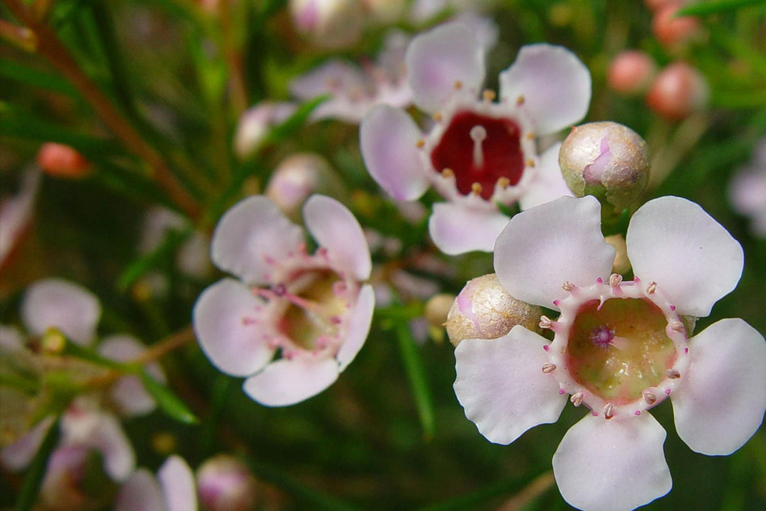 Geraldton Voksblomsterfrø til udplantning - 100 stk