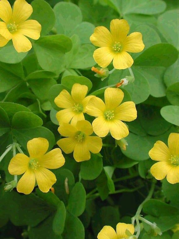 Yellow Oxalis Versicolor Seeds – Heirloom, Non-GMO Flower Seeds for Planting