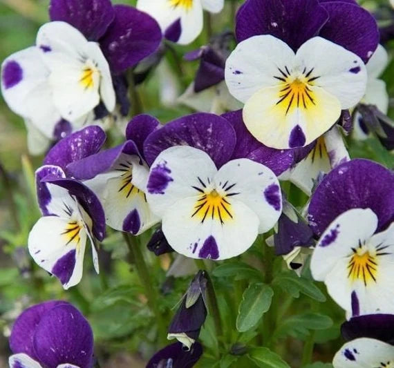 Purple White  Viola Flower Seeds for Planting 100 pcs