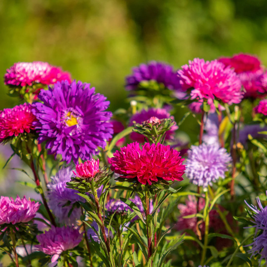 Bland Aster blomsterfrø til udplantning, 100 stk