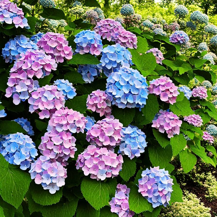 hydrangea seeds from flower Mixed Hydrangea Flower Seeds for Planting – Vibrant Multi-Color Blooms – Neeraseeds