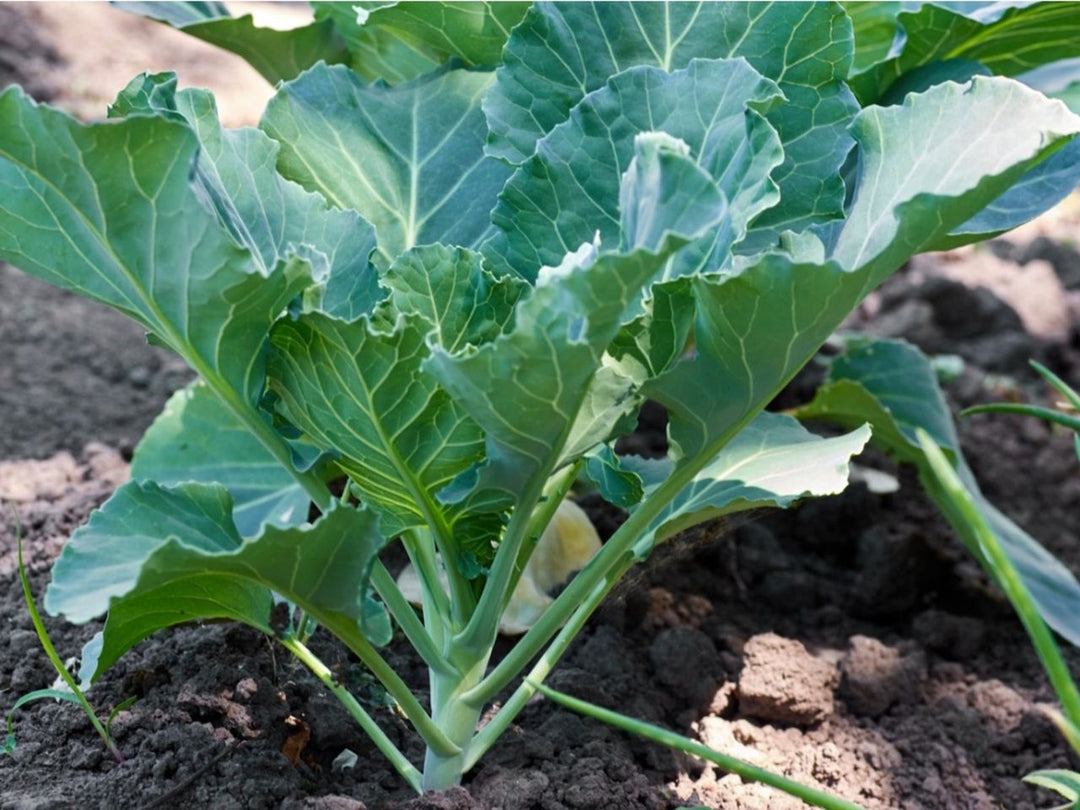 Green Collard Greens Plantefrø til udplantning 100 stk