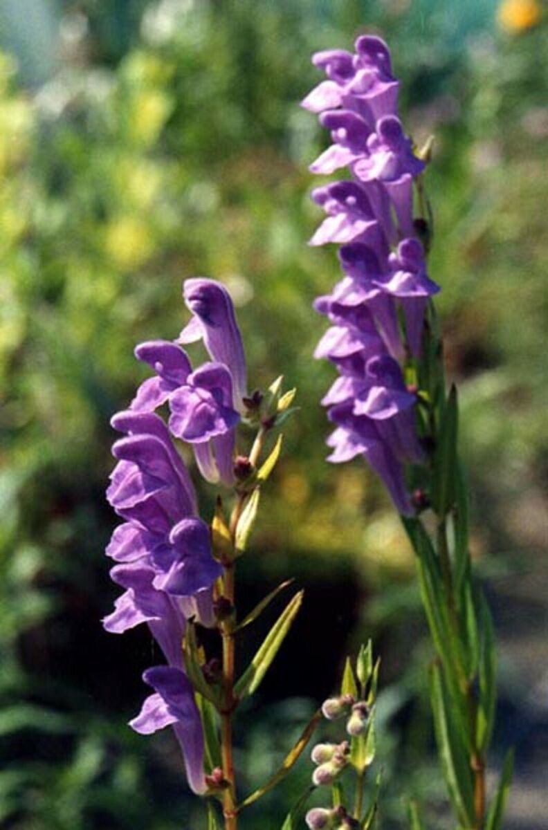 Blue Skullcap Flower Seeds for Planting, 100 pcs