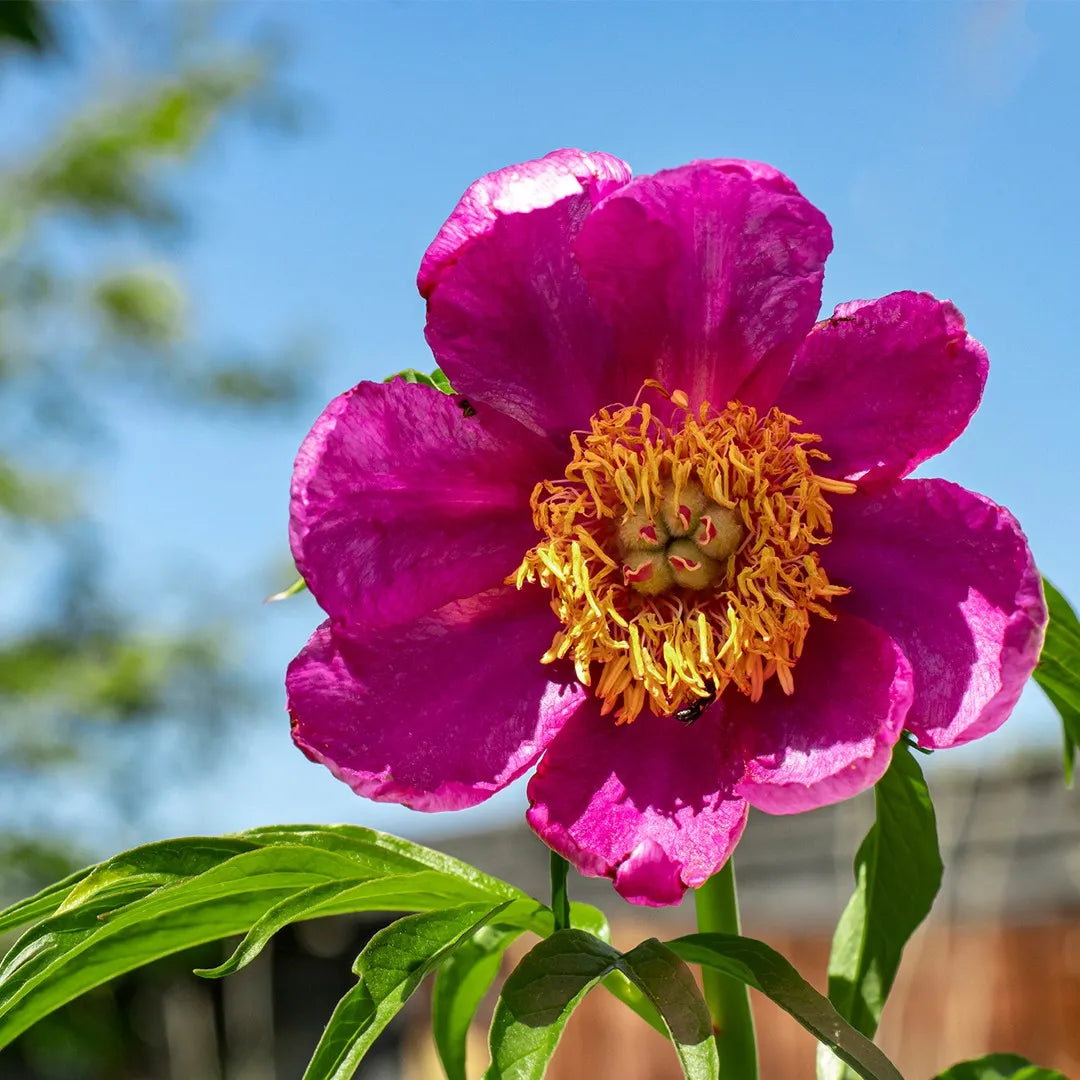 Pink Paeonia Tenuifolia Flower Seeds for Planting - 100 pcs