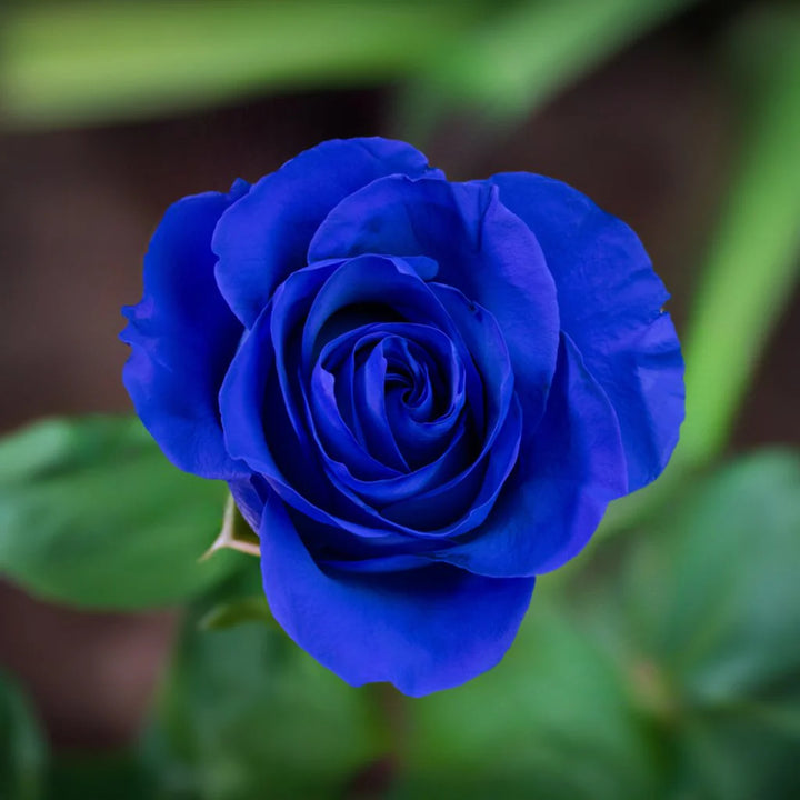 Blue Rose Heirloom Non-GMO Seeds for Planting