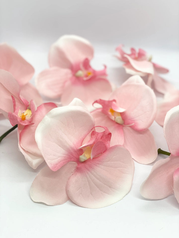 Pale Pink Orchid Flower Seeds – Heirloom Non-GMO Tropical Blooms for Elegant Garden Décor