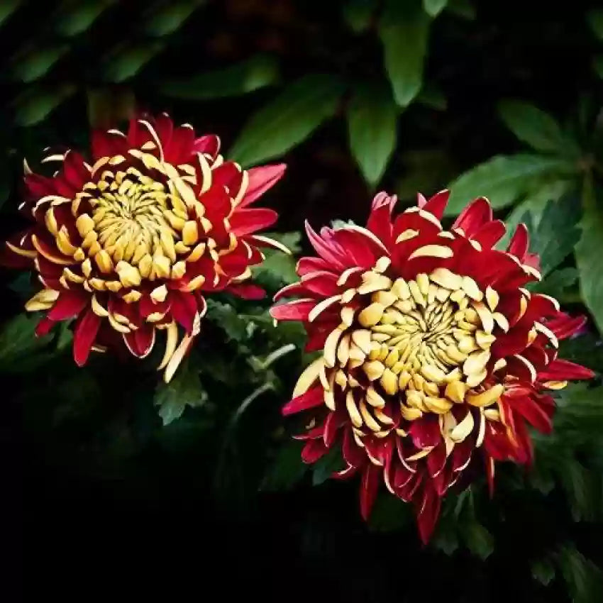 Yellow Red Chrysanthemum Flower Seeds for Planting - 100 pcs