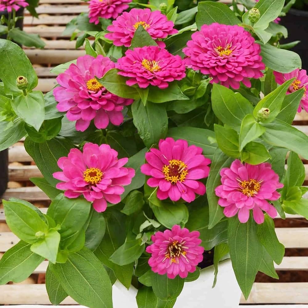 Pink Zinnia Flower Seeds for Planting, Bright Color, 100 pcs