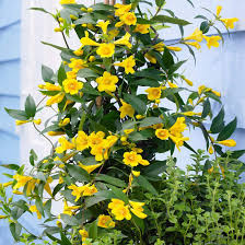 Yellow Jasminum Sambac Flower Seeds for Planting – Heirloom, Non-GMO, High Germination Fragrant Tropical Garden Blooms