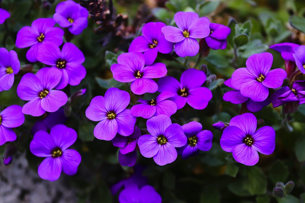 cascading flower seeds Heirloom Non-GMO Purple Cascading Flower Seeds for Garden Planting – Neeraseeds