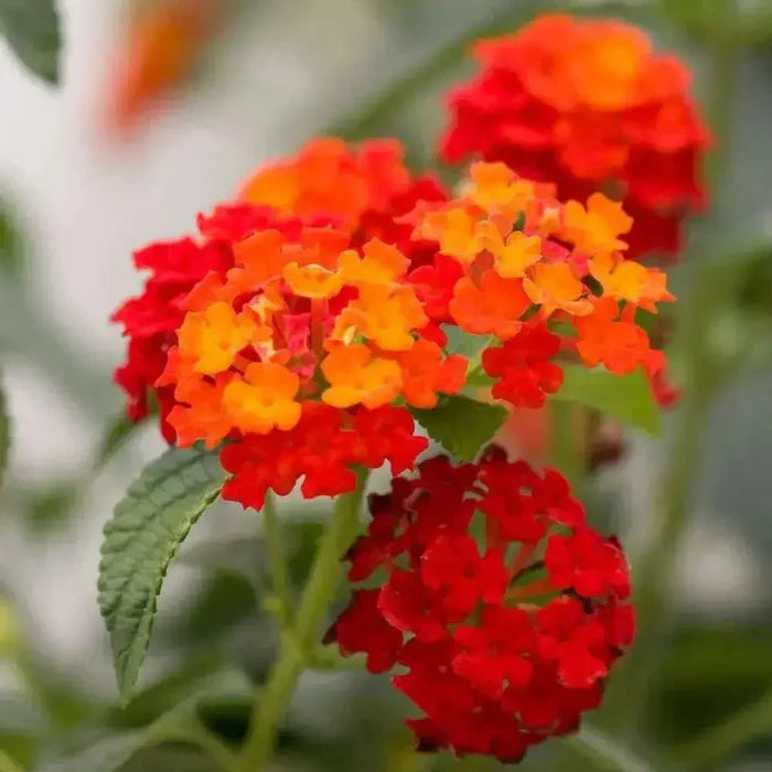 Orange Red Lantana Flower Seeds for Planting - 100 pcs