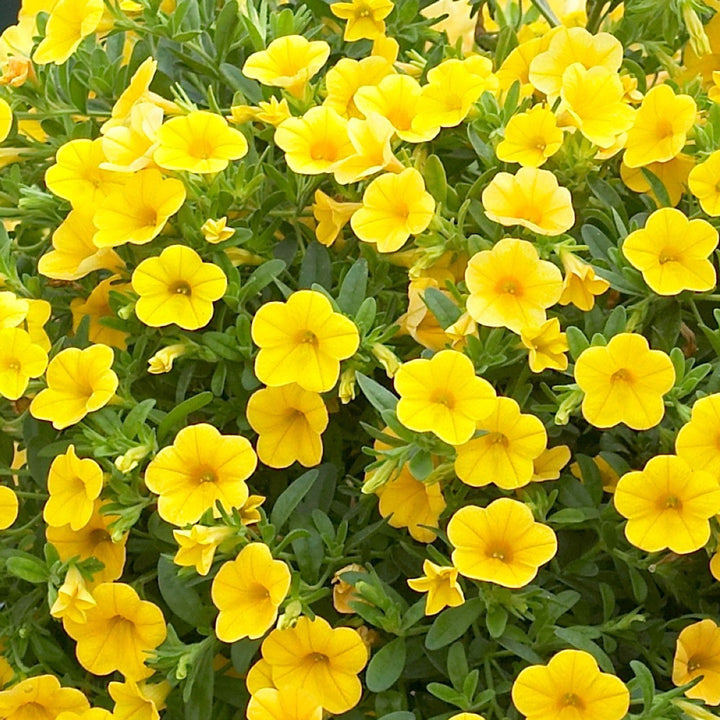 Gule Calibrachoa blomsterfrø til plantning, lyse blomster, 100 stk