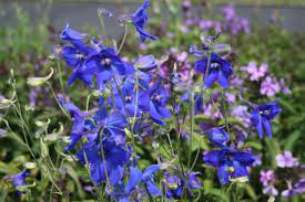 Delphinium belladonna Flower Seeds for Planting – Heirloom &amp; Non-GMO Spikes of Blue Blooms for Cottage Gardens &amp; Cut Flower Beds