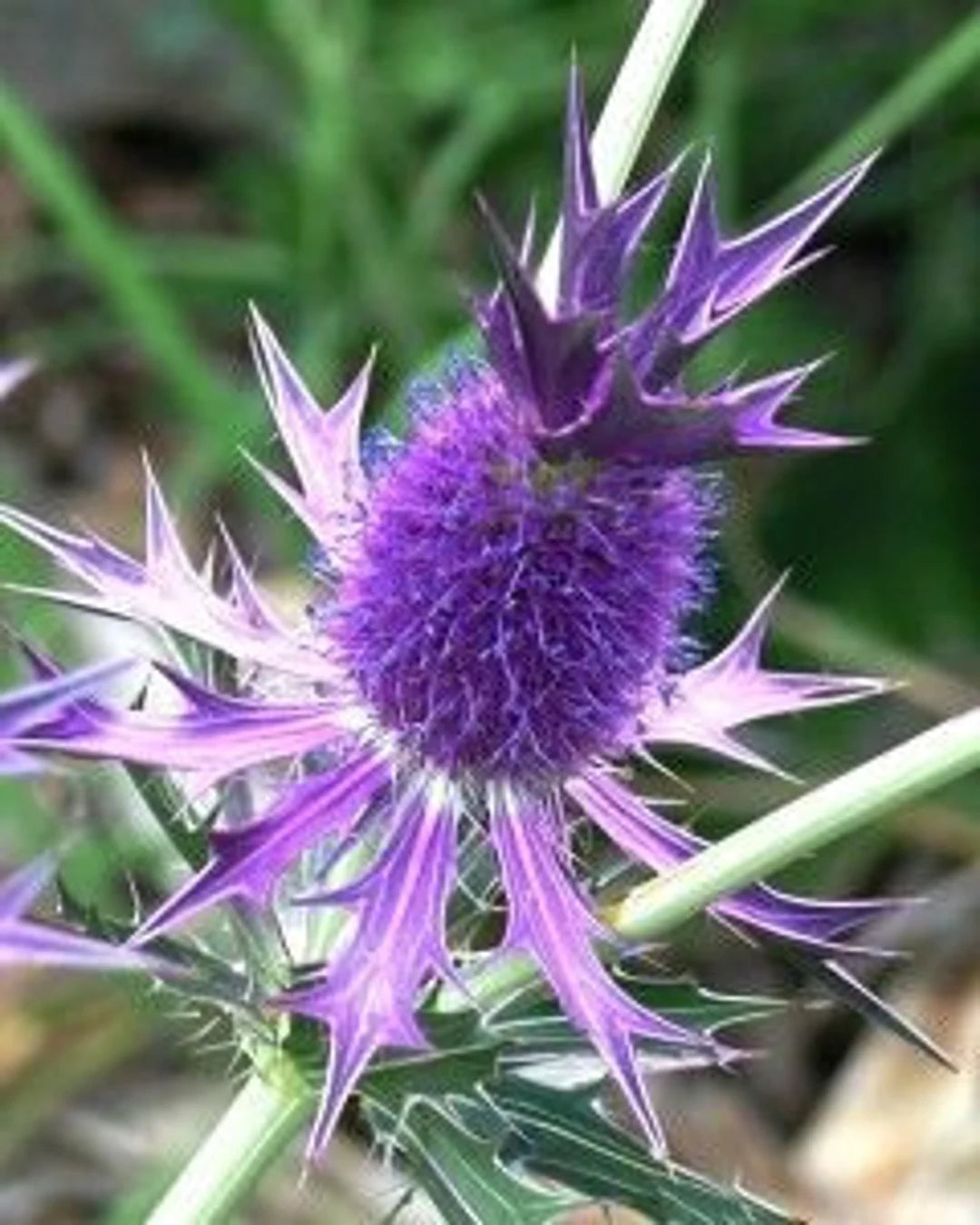 Heirloom Non-GMO Purple Eryngium Flower Seeds – Blooms for Garden Planting