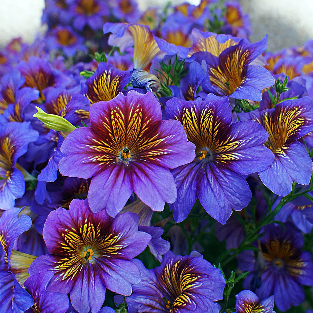 Purple Salpiglossis Flower Seeds for Planting - 100 pcs