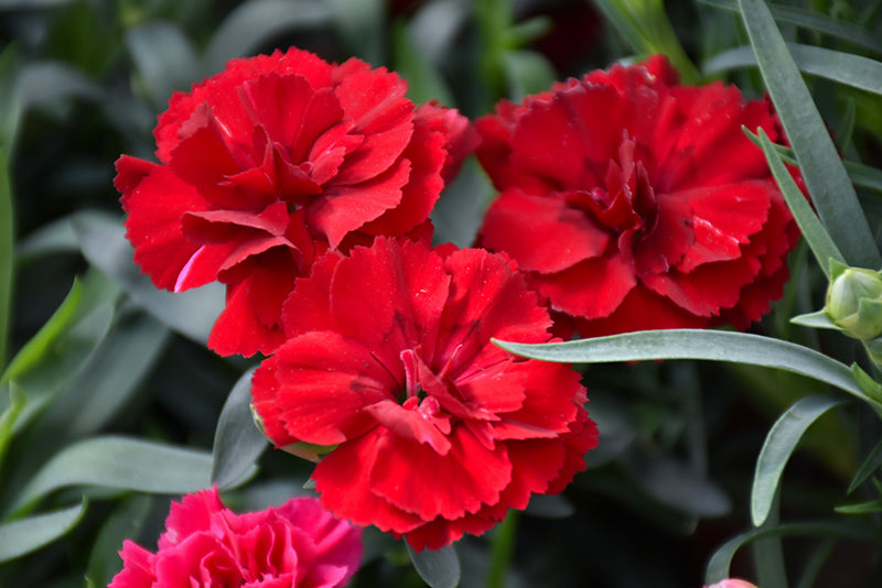 Dybrøde nellikeblomsterfrø til plantning - 100 stk