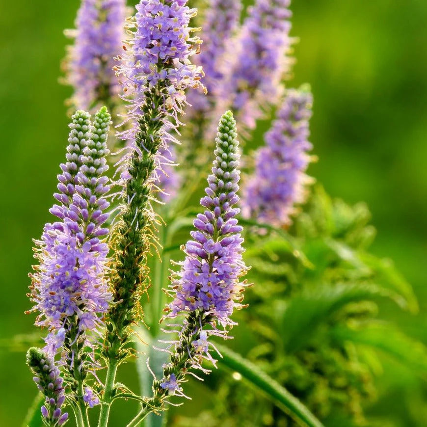 Heirloom Non-GMO Purple Veronica Spicata Flower Seeds for Vertical Bloom Displays