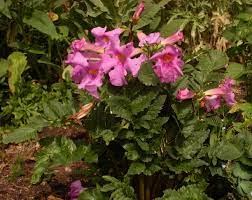 Pink Incarvillea blomsterfrø til udplantning, 100 stk