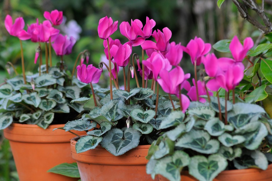 Pink Cyclamen Flower Seeds for Planting - 100 pcs