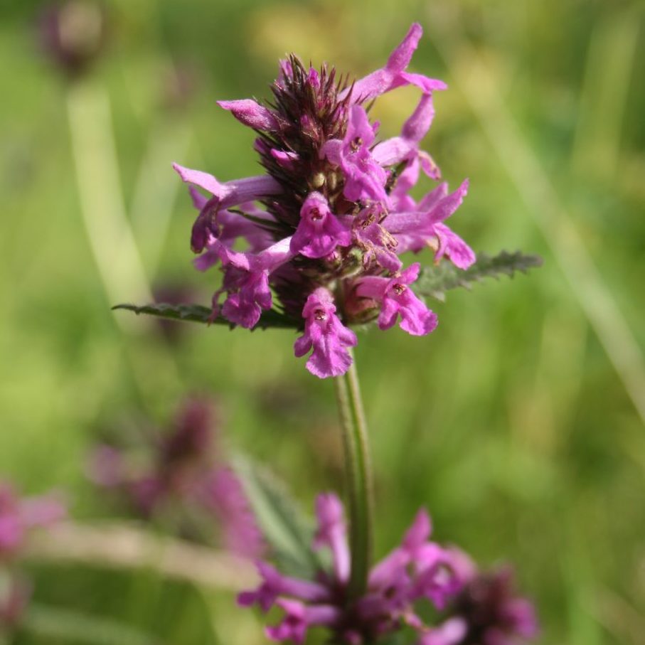 Stachys Flower Seeds for Planting – Heirloom, Non-GMO High Germination Fuzzy Foliage Organic Garden Seeds