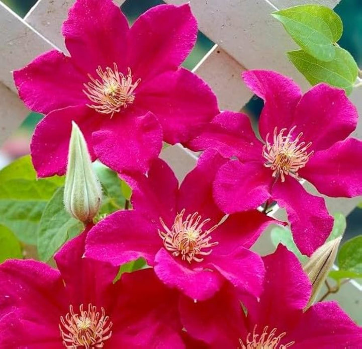 Pink Yellow Clematis Flower Seeds for Planting - 100 pcs