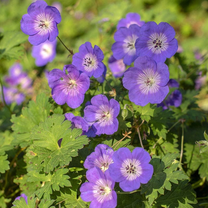 Heirloom Non-GMO Deep Blue Geranium Flower Seeds for Planting – Vibrant Hue for Garden Blooms