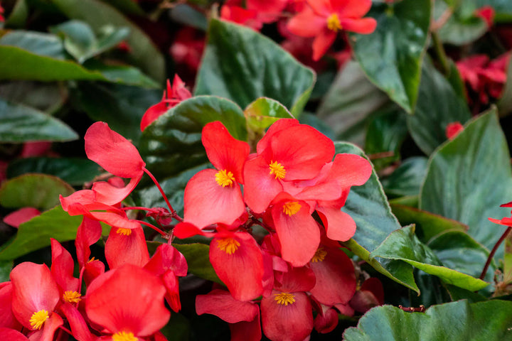 Heirloom Non-GMO Red Begonia Flower Seeds for Planting – Bright Shade-Loving Blooming Seeds