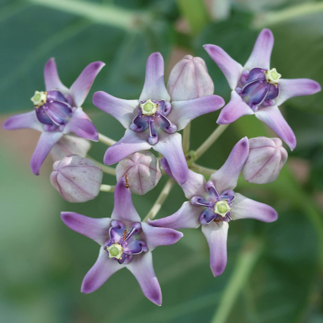 Heirloom Calotropis Gigantea Flower Seeds, Non-GMO Giant Milkweed Blooms for Butterfly Garden Planting