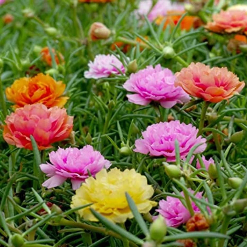 Portulaca Flower Seeds – Heirloom Non-GMO Sun-Loving Blooms for Colorful Garden Planting