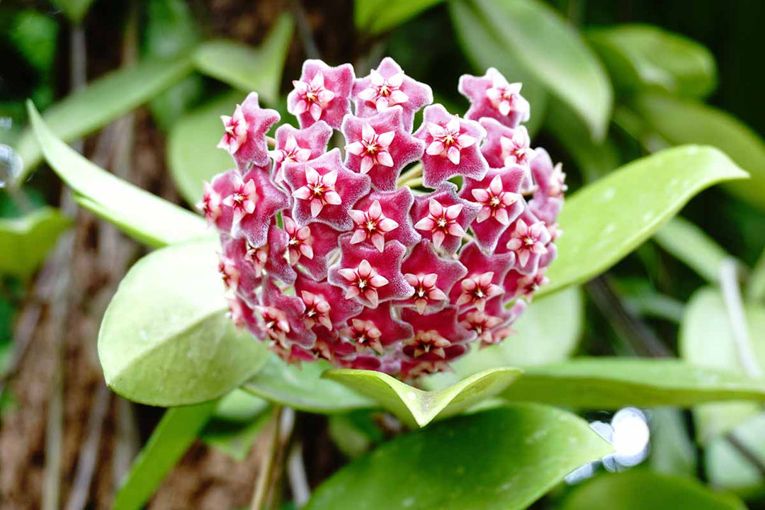 Organic Heirloom Non-GMO Mixed Hoya Seeds for Planting