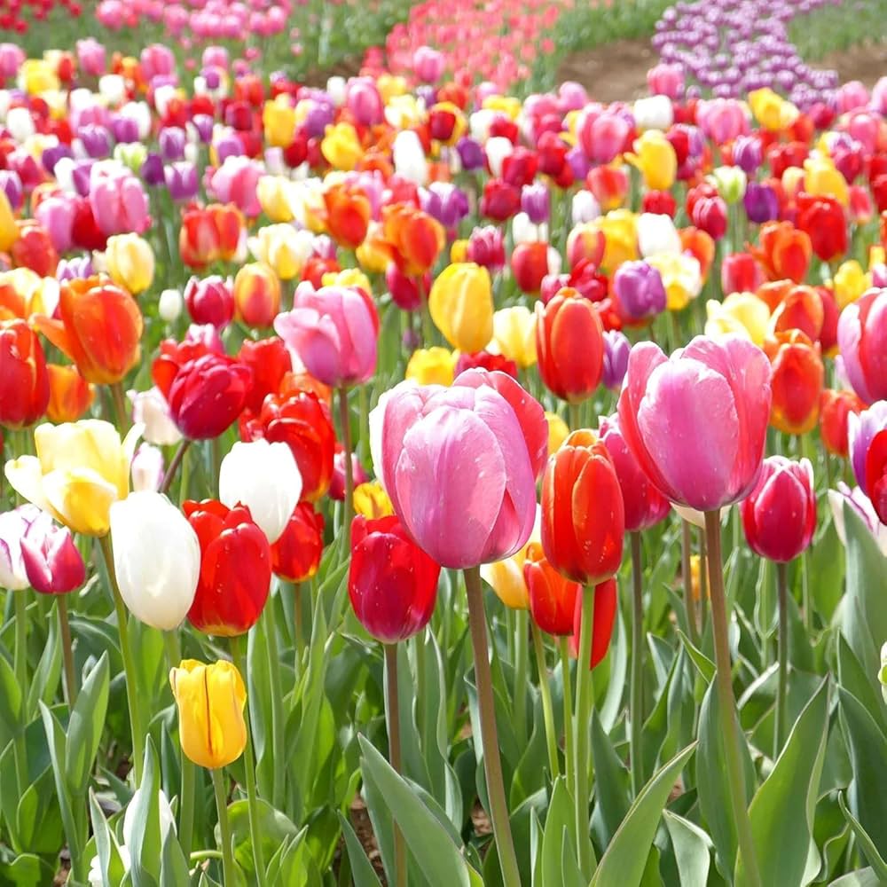 tulip plant seeds Heirloom Colorful Mixed Tulip Flower Seeds for Planting – Non-GMO, Perfect Garden Blooms
