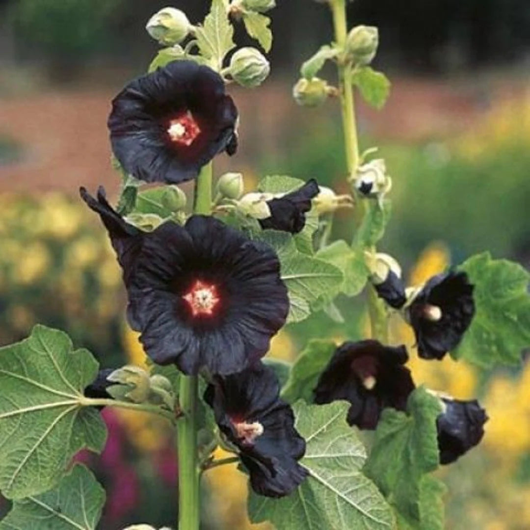 Black Hollyhock Flower Seeds for Garden Planting - 100 pcs