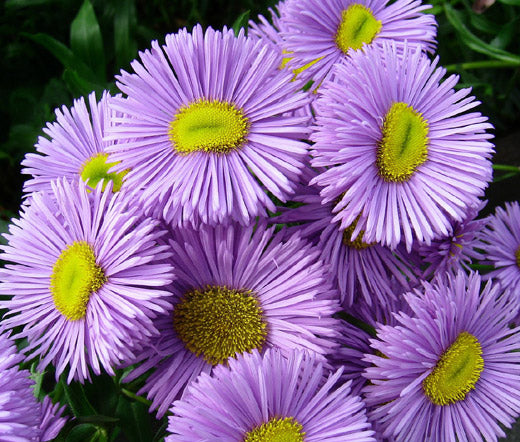 Lilla Erigeron Speciosus Blomsterfrø til udplantning, 100 stk