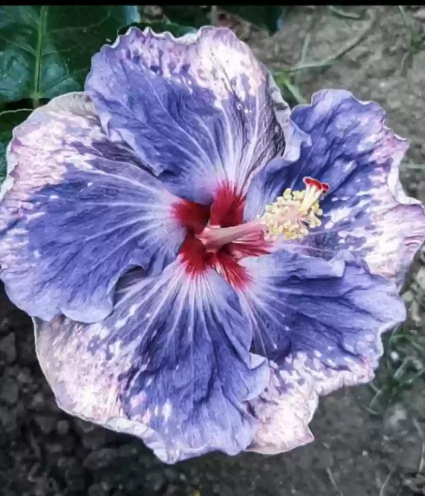Blue & White Dual-Tone Hibiscus Heirloom Non-GMO Seeds for Planting