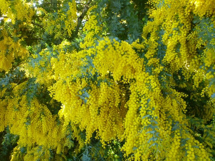 Acacia Baileyana blomsterfrø til plantning - 100 stk