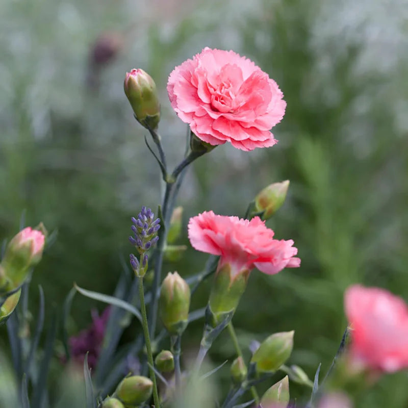 Baby Pink Dianthus Flower Seeds for Planting - 100 pcs