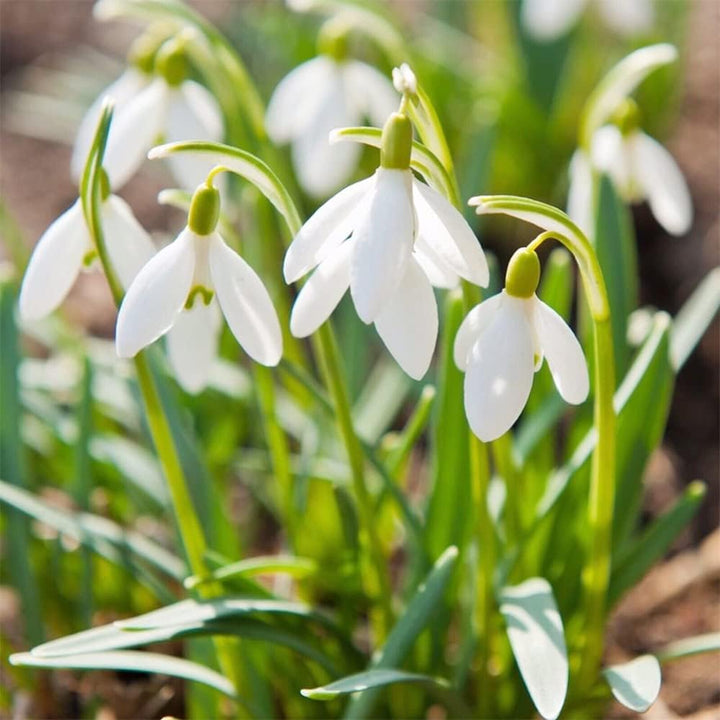 Organic White Galanthus Flower Seeds for Planting – Heirloom, Non-GMO, Elegant