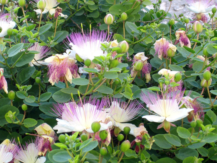 Alcaparras blomsterfrø til plantning, arvestykke, ikke-GMO, 100 stk.