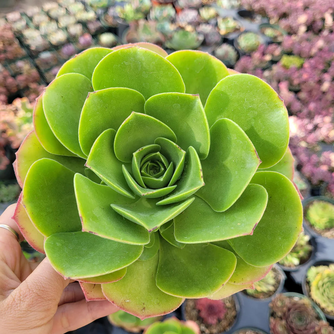 Heirloom Canary Aeonium Flower Seeds, Non-GMO Succulent Rosette Blooms for Drought-Tolerant Garden Planting