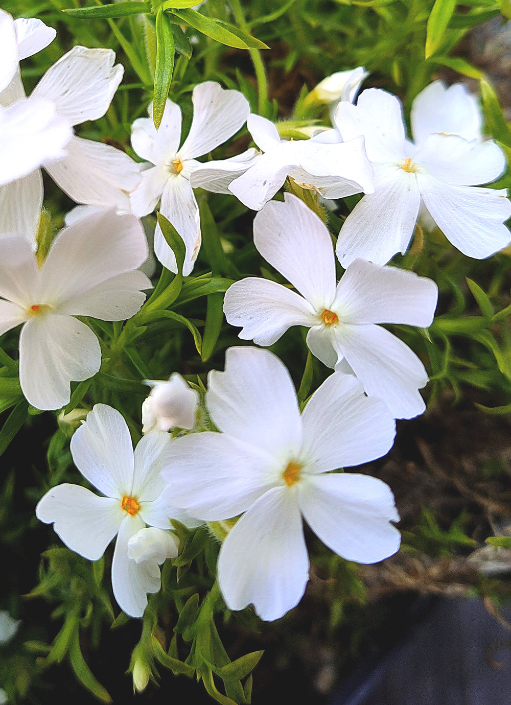 Creeping White Flower Seeds for Planting – Organic, Heirloom, Non-GMO Garden Seeds