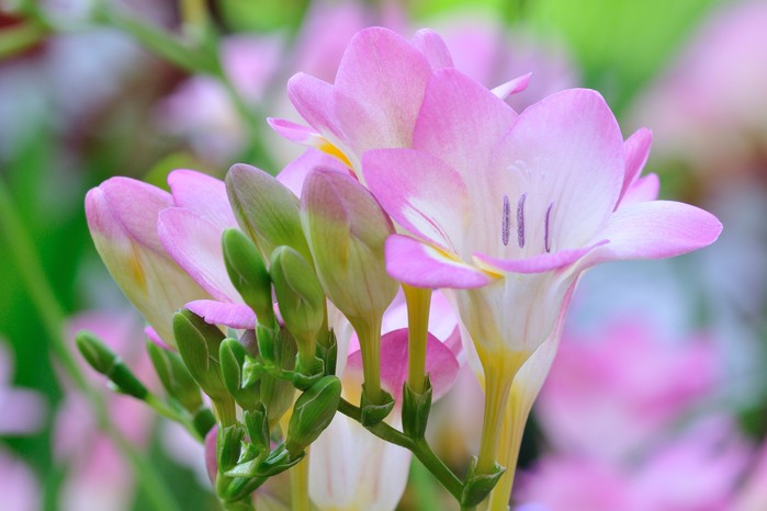 Baby Pink Freesia blomsterfrø til udplantning - 100 stk