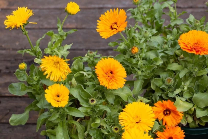 Yellow Flower Pot Seeds for Planting - 100 pcs