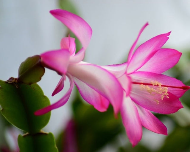 Hvid Pink Zygocactus blomsterfrø til udplantning - 100 stk