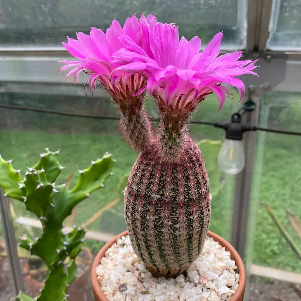 Heirloom Non-GMO Violet Echinocereus Rigidissimus Plant Seeds for Cact –  Neeraseeds