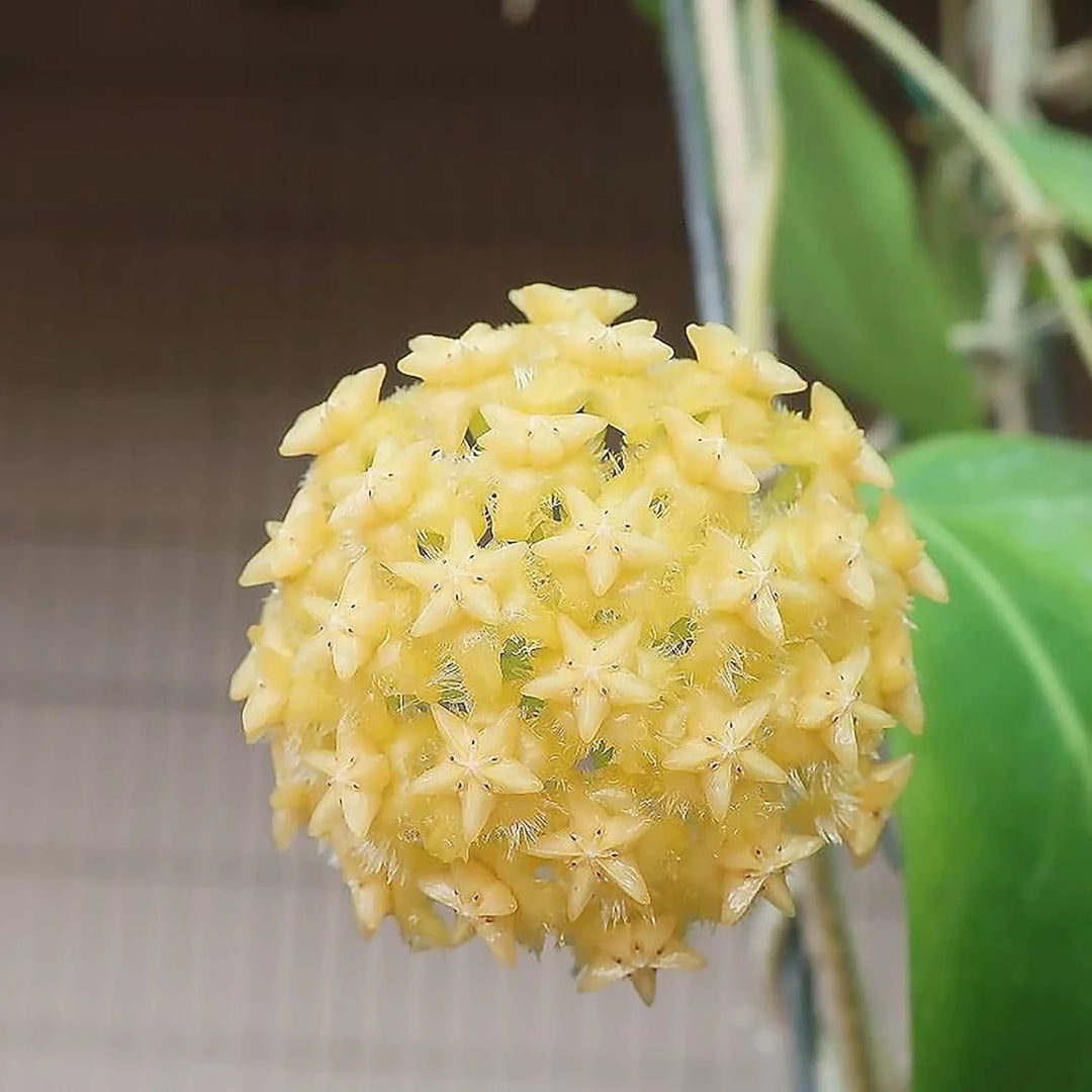 Light Yellow Hoya Flower Seeds for Planting 100 pcs