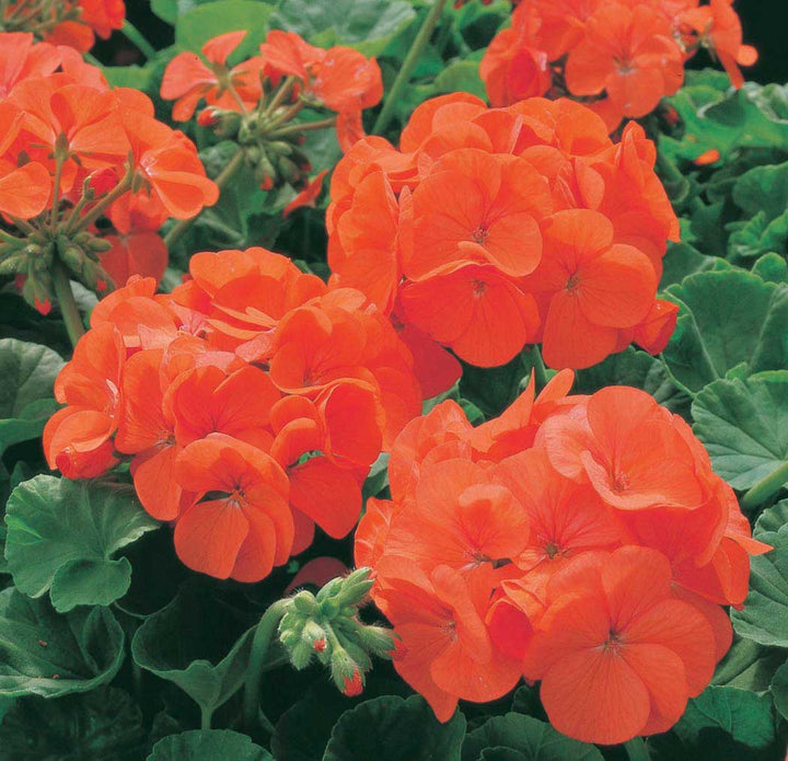 Orange Maverick Geranium Flower Seeds for Planting – Heirloom, Non-GMO, Organic Garden Seeds