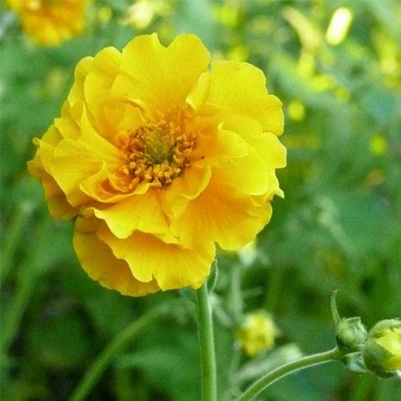 Heirloom Lady Stratheden Flower Seeds, Non-GMO Golden Globe Blooms for Classic Garden Planting